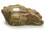 Petrified Wood Candle Holder - Madagascar #378847-1